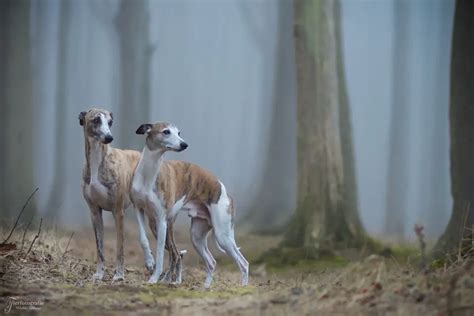 whippet stud|whippet stud meaning.